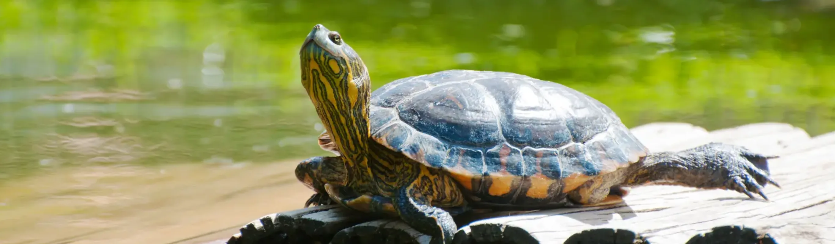 Turtle sunning on logs floating in the water